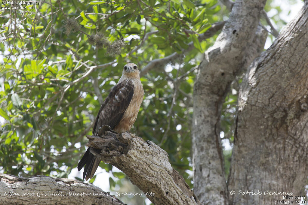 Brahminy Kitejuvenile, identification, habitat