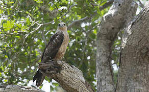 Brahminy Kite