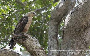 Brahminy Kite