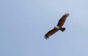 Brahminy Kite