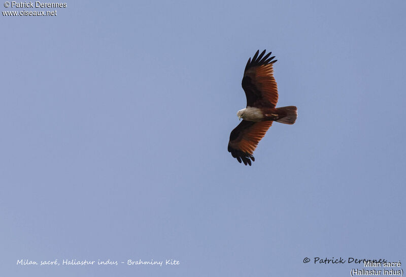 Brahminy Kite, Flight