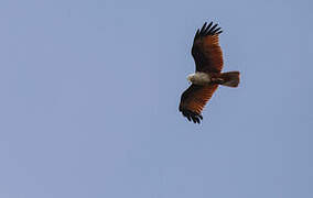 Brahminy Kite