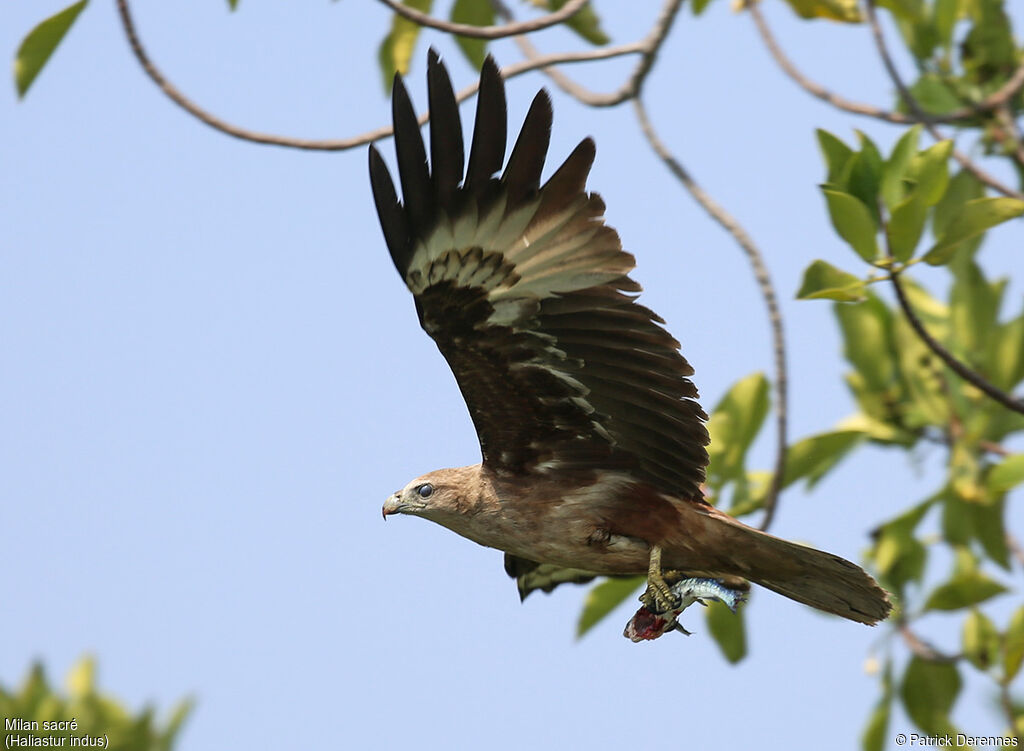 Brahminy Kiteimmature