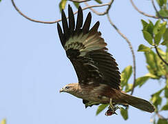 Brahminy Kite