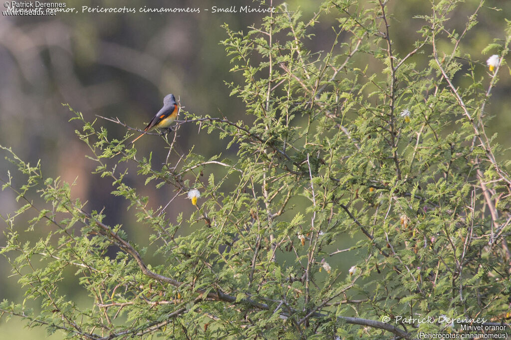 Small Minivet male, identification