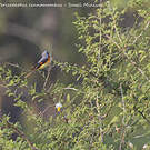 Minivet oranor