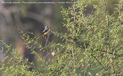 Minivet oranor