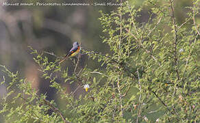 Small Minivet