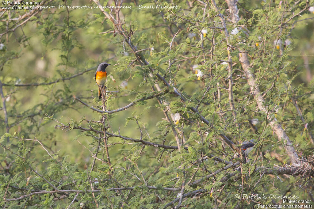 Small Minivet male, identification, habitat