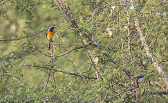 Minivet oranor