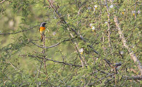 Minivet oranor