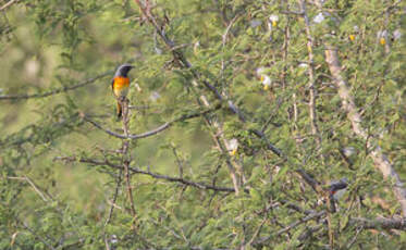 Minivet oranor