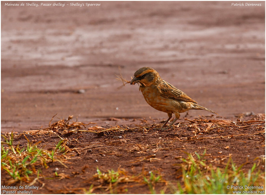 Shelley's Sparrowadult, Reproduction-nesting