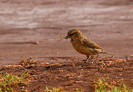 Shelley's Sparrow