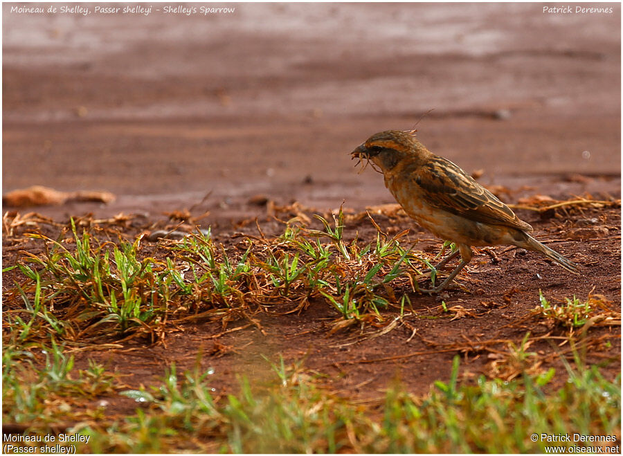 Shelley's Sparrowadult, identification