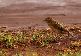 Shelley's Sparrow