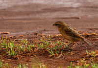 Moineau de Shelley