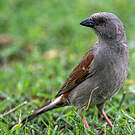 Moineau de Swainson