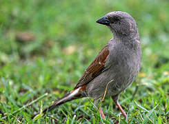 Swainson's Sparrow