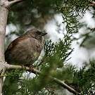 Moineau de Swainson