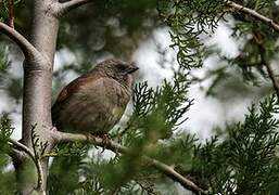 Swainson's Sparrow