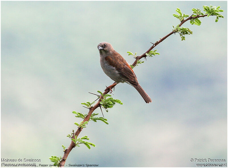 Swainson's Sparrow, identification