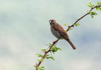 Moineau de Swainson