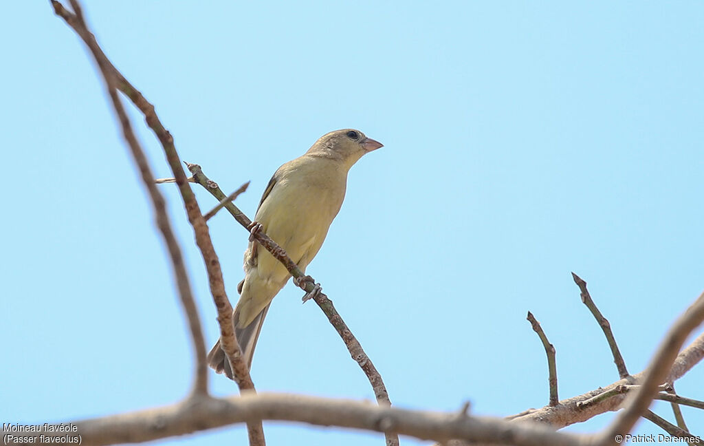 Moineau flavéole