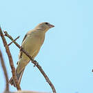 Moineau flavéole