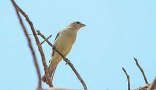 Plain-backed Sparrow