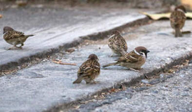 Moineau friquet