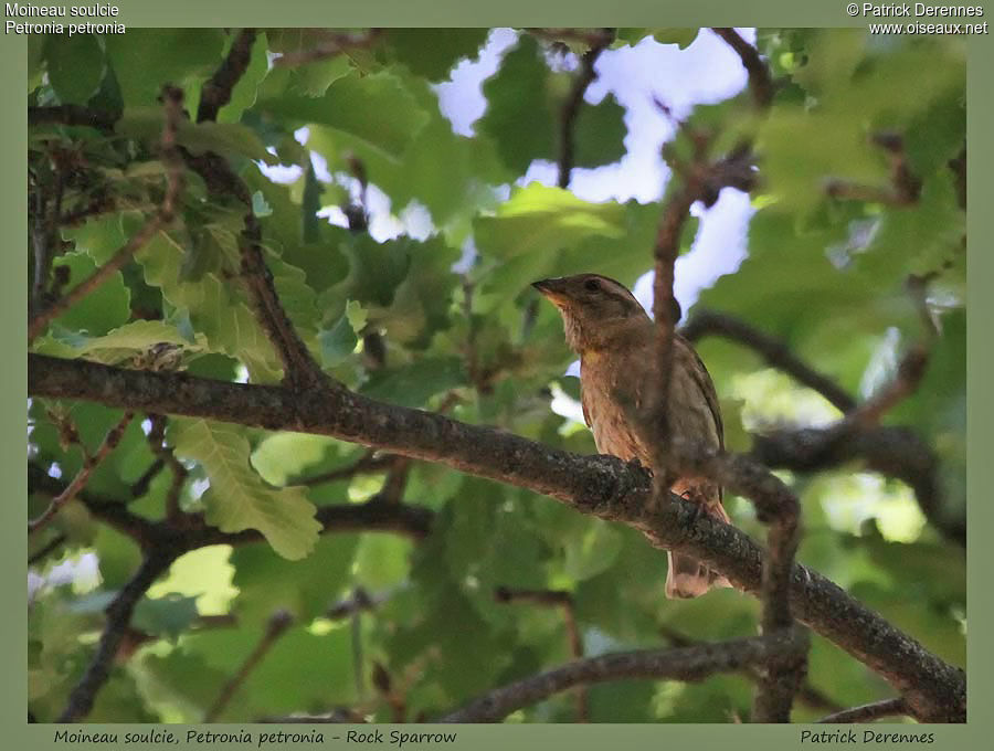 Rock Sparrow, identification