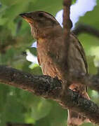 Rock Sparrow