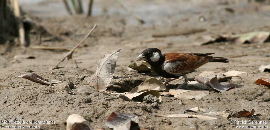 Chestnut-backed Sparrow-Lark