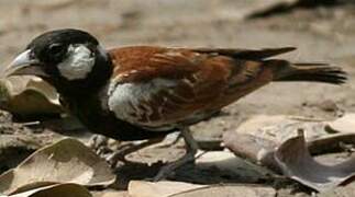 Chestnut-backed Sparrow-Lark