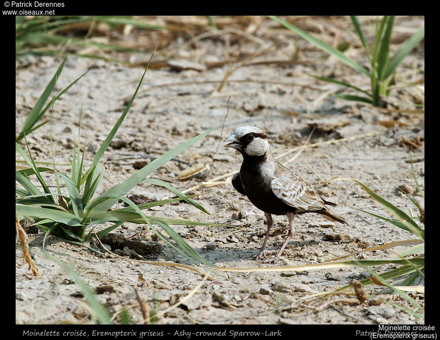 Moinelette croisée, identification, habitat