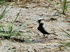 Ashy-crowned Sparrow-Lark