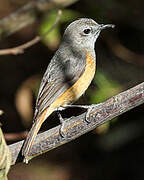 Little Rock Thrush