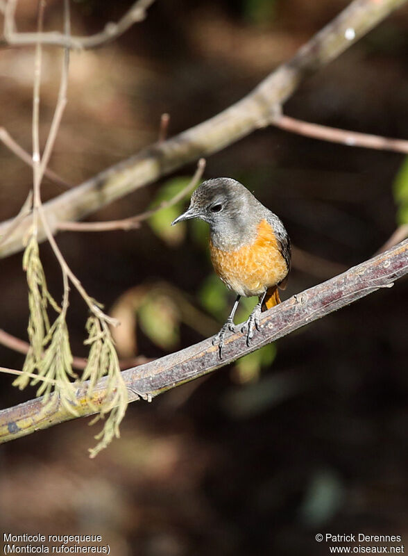 Little Rock Thrush, identification