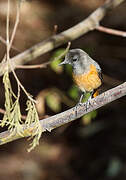 Little Rock Thrush