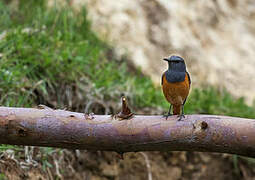 Little Rock Thrush