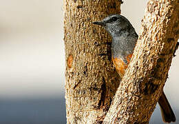 Little Rock Thrush