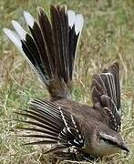 Chalk-browed Mockingbird