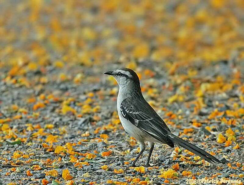 Chalk-browed Mockingbirdadult, identification