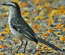 Chalk-browed Mockingbird