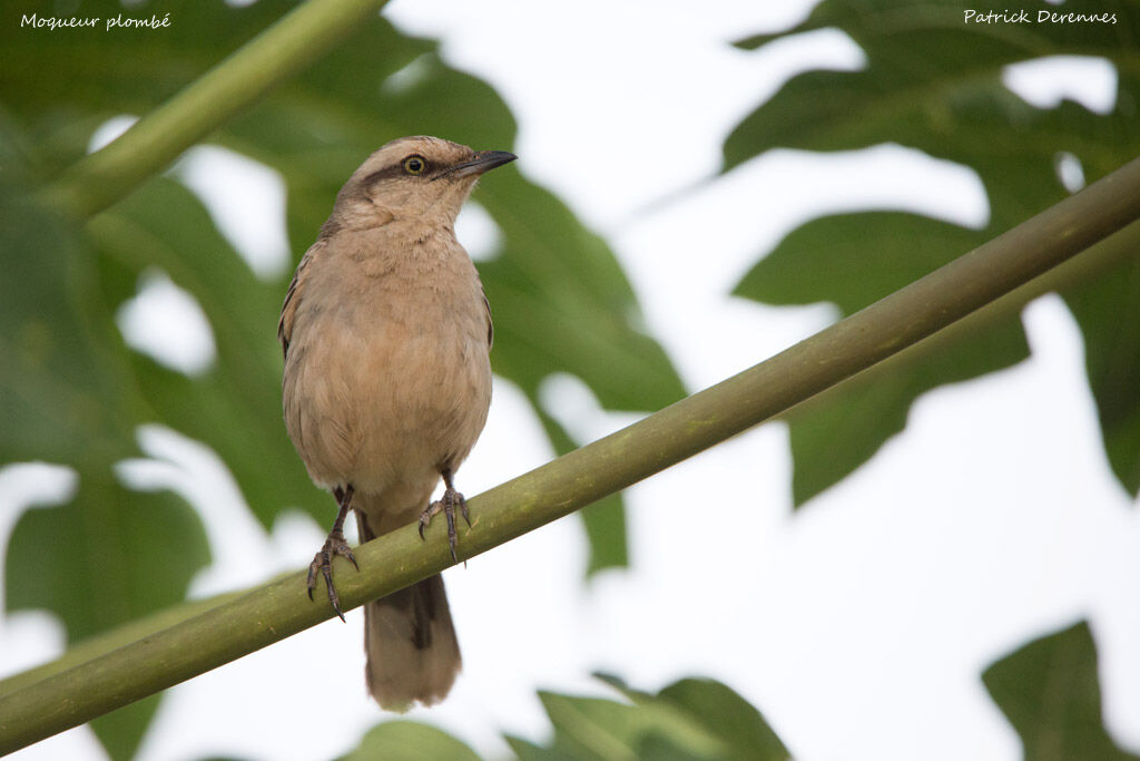 Chalk-browed Mockingbird, identification, habitat