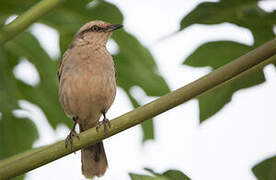 Chalk-browed Mockingbird