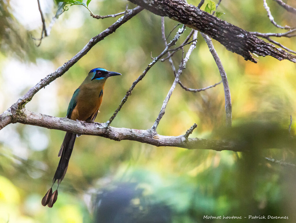 Amazonian Motmotadult, identification