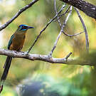 Motmot houtouc