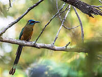 Motmot houtouc